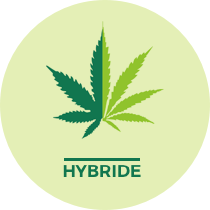Il existe plusieurs croisements botaniques des différentes espèces de cannabis. Ces croisements font partie de la catégorie hybride.