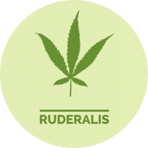 Le cannabis ruderalis est une catégorie de cannabis moins connue.