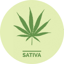 Le cannabis sativa est l'une des deux catérogies de cannabis les plus connues.